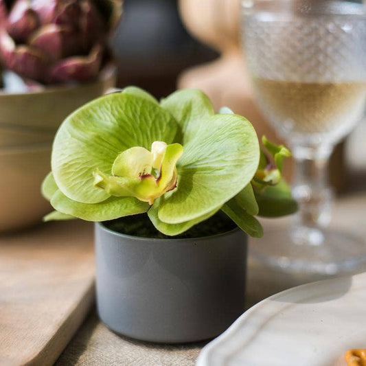 Mini Real Touch Potted Orchid in Green