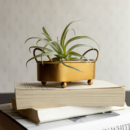 Faye Rounded Brass Mini Planter